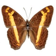 ADELPHA LEUCERIOIDES LEUCERIOIDES